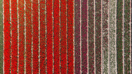 Tulip fields with reds, yellows, greens, purples and oranges in full bloom near Amsterdam (Bollenstreek), Holland, The Netherlands