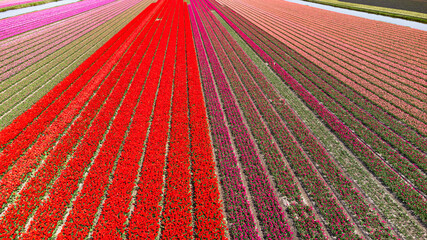 Tulip fields with reds, yellows, greens, purples and oranges in full bloom near Amsterdam (Bollenstreek), Holland, The Netherlands