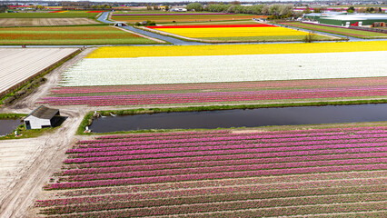 Tulip fields with reds, yellows, greens, purples and oranges in full bloom near Amsterdam (Bollenstreek), Holland, The Netherlands