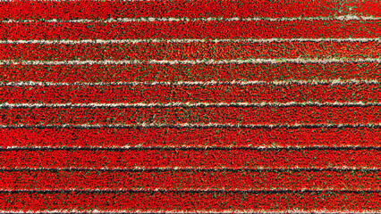 Tulip fields with reds, yellows, greens, purples and oranges in full bloom near Amsterdam (Bollenstreek), Holland, The Netherlands
