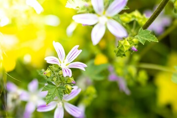 Lavatera cretica. close-up photo of a lavatera cretica Flower background