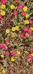red and yellow flowers,beautiful flowers bloom in the garden