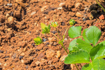 green strawberries