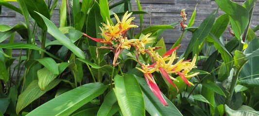 beautiful flowers bloom in the garden