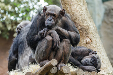 Schimpanse 1