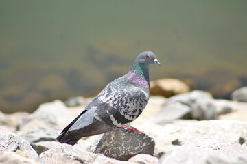 Pigeon