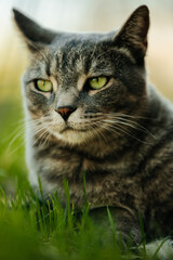 Cat Portrait 2
