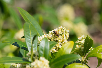 Close up of skimmia japonica Kew Green flowers in bloom