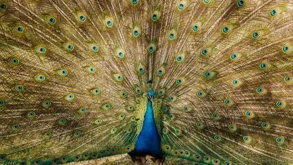 Fotobehang Peacock 2 © Brad Simmons