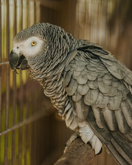 African Grey Parrot 2