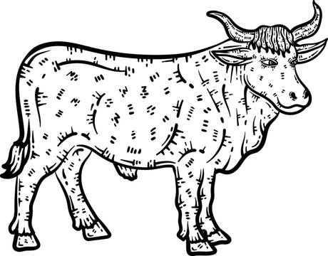 Ox Animal Coloring Page for Adults