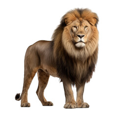 Obraz na płótnie Canvas lion, transparent background png