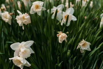 Obraz premium Beautiful white narcissus flower. Open bud of white narcissus