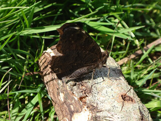 16-spot ladybird (Tytthaspis sedecimpunctata) sitting next to peacock butterfly (Aglais io) on a wooden log lying in green grass