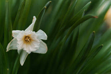 Fototapeta premium Beautiful white narcissus flower. Open bud of white narcissus