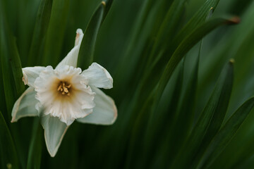 Fototapeta premium Beautiful white narcissus flower. Open bud of white narcissus