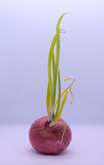 Sprouted onion on white background