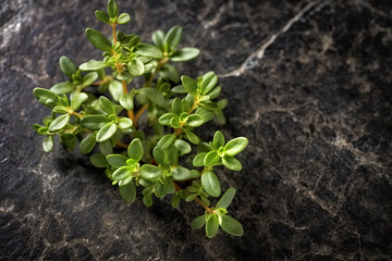 Bright Background with Thyme Vegetation.