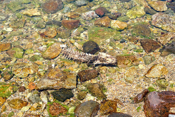 Fishbone skeleton inside pebble stone rock sea. Selective focus of fishbone skeleton. 