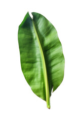 Fototapeta premium Banana leaf isolated on transparent background. Green banana leaves, tropical plant.
