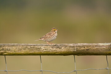 Savannah Sparrow perched