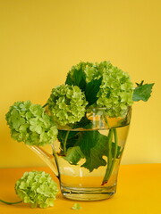 Chinese snowball (viburnum macrocephalum) cut flowers in a glass cup on yellow background