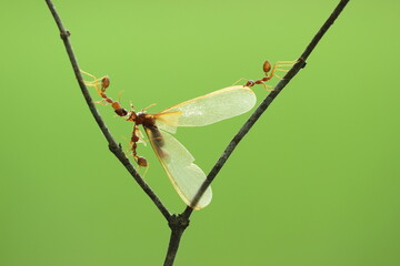 weaver ants, a collection of weaver ants eating winged insect bankai
