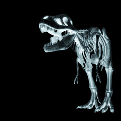 tyrannosaurus skeleton with copy space in white background