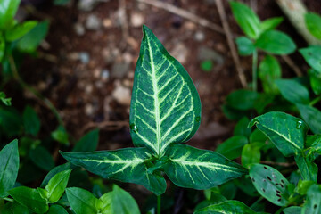 Photography in the garden