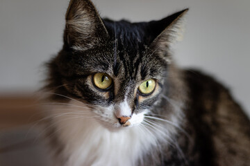 Obraz premium Photography of a Cat