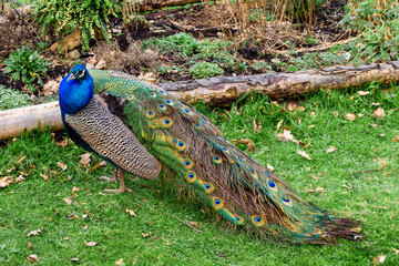 Naklejka premium Peacock on a green grass in a park or open zoo. Alpha male bird in nature environment. Colorful bird with special tail design.