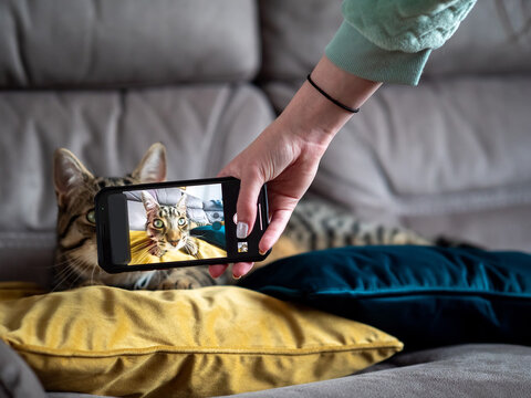 Smart phone screen with cute tabby cat in focus. Cat out of focus in the background. Taking picture of pet concept.