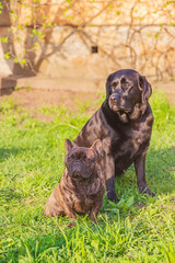 Two labrador dogs and a french bulldog sit on green grass in sunny weather. Animals, pets on a walk.