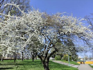 Blossoming apple tree in a city park