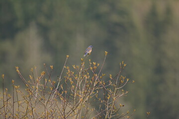 Western Bluebird on top of a shrub, distant