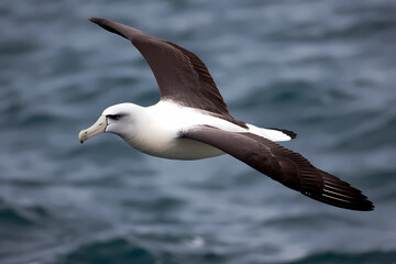 Fototapeta na wymiar Laysan Albatross (North Pacific Ocean) - A large seabird with a wingspan of up to 7 feet (Generative AI)