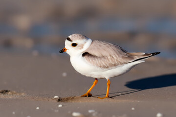 Obraz premium Piping Plover (North America) - A small shorebird with a distinctive black band across its forehead (Generative AI)