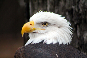 Bald Eagle in closeup