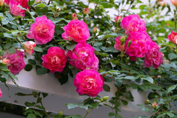 薔薇
