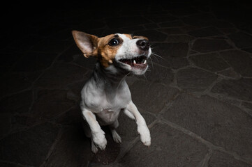 Funny Jack Russell Terrier dog catches dry food on the fly.