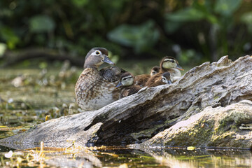 Female wood duck with her ducklings