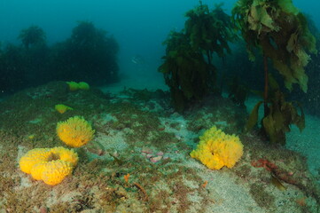 Naklejka na ściany i meble Stalked kelp Ecklonia radiata and yellow nipple sponges scattered on sea floor. Location: Leigh New Zealand