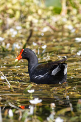 Common gallinule. Gallinula galeata