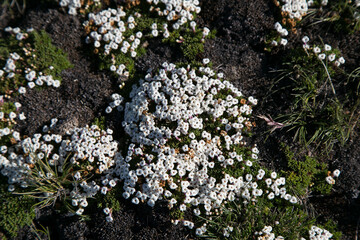 moss on the rock