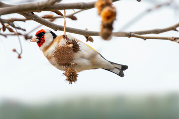 A male goldfinch eating dry seeds of plane tree. Multicolored bird with black, white, brown, red...