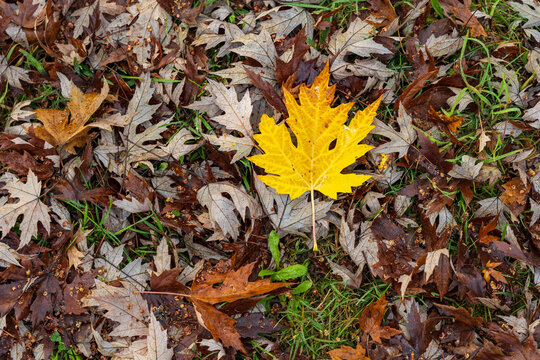 A single bright yellow leaf lying on a bed of brown leaf litter