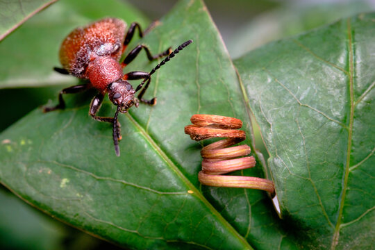Orange Beetle and Passionfruit Vine Tendril