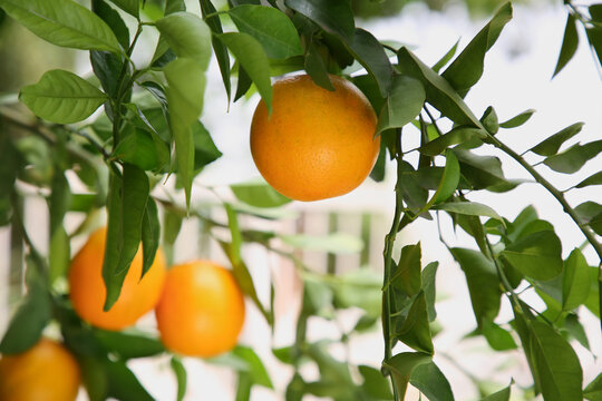 Fresh ripe orange growing on tree outdoors