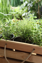 Different aromatic potted herbs in wooden crate, closeup