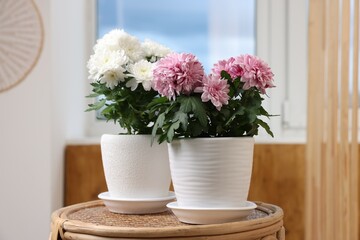 Obraz na płótnie Canvas Beautiful chrysanthemum plants in flower pots on wooden table indoors